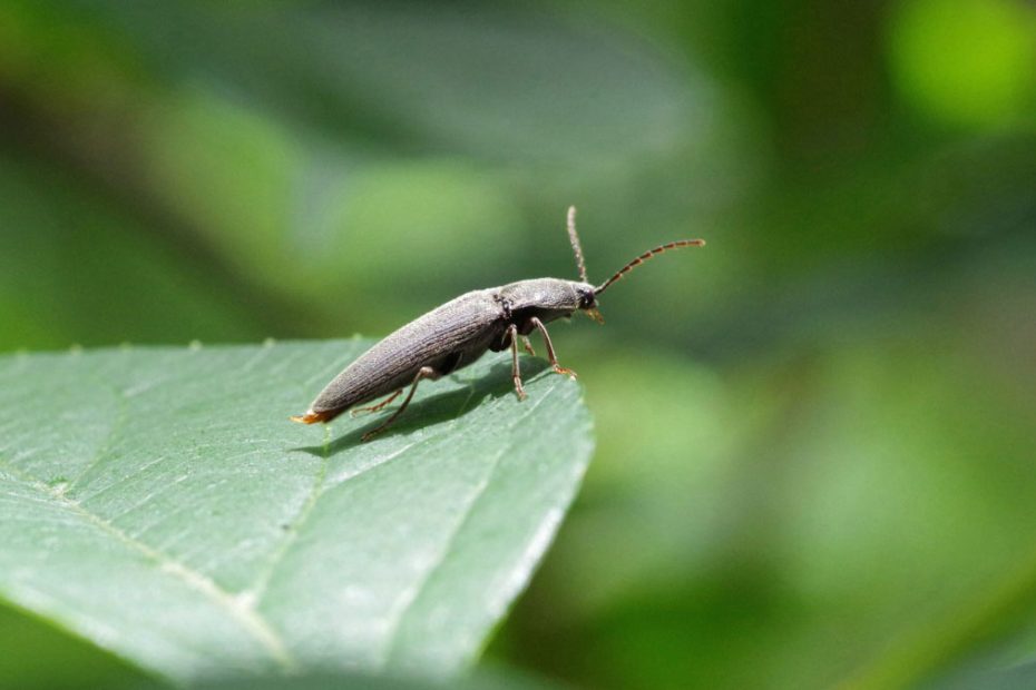 How to Get Rid of Click Beetles