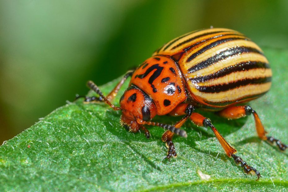 How to Get Rid of Colorado Potato Beetles