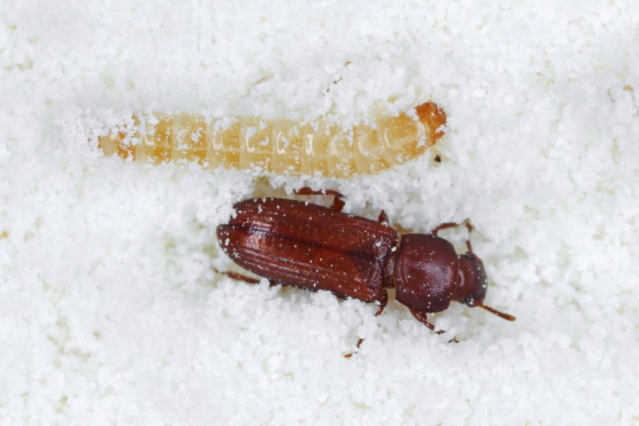 How to Get Rid of Confused Flour Beetles