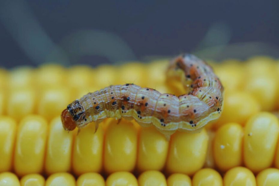 How to Get Rid of Corn Earworms