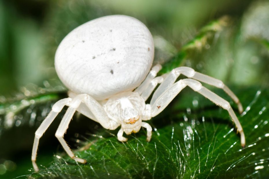 How to Get Rid of Crab Spiders