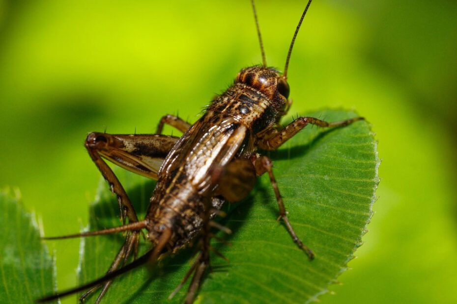 How to Get Rid of Crickets