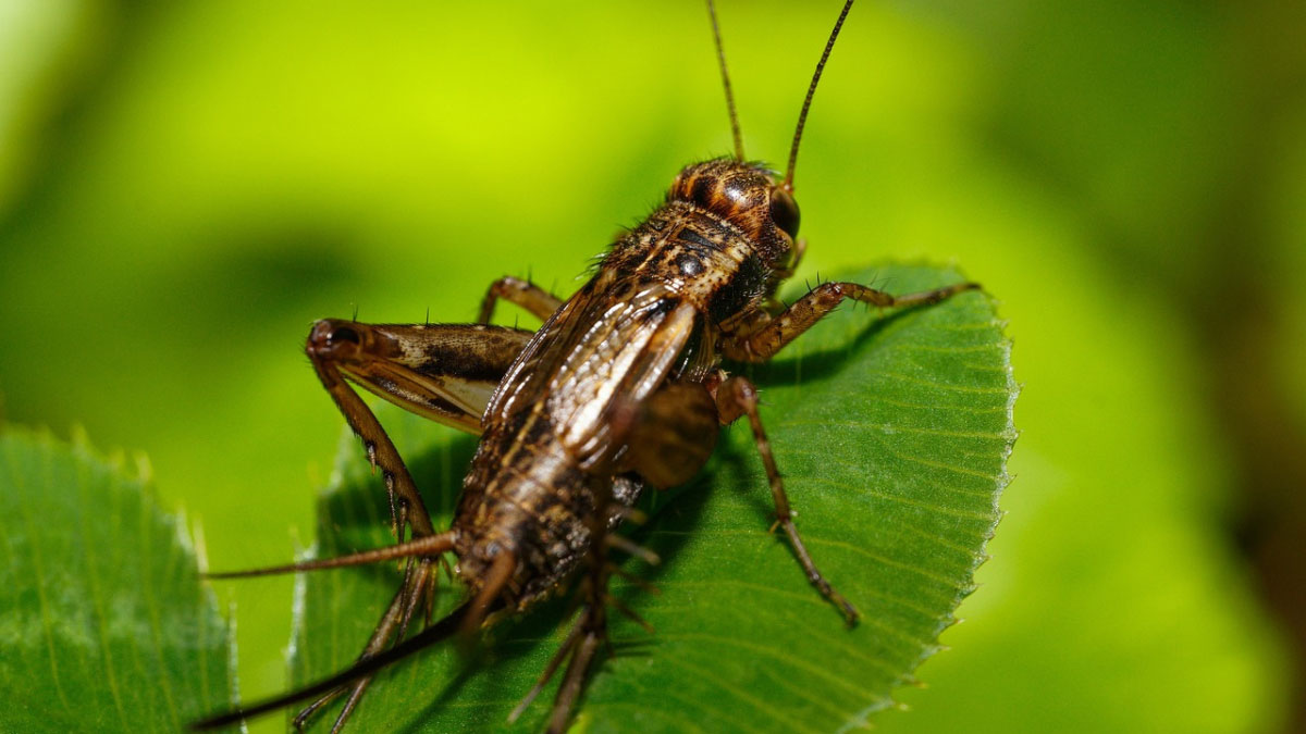 How to Get Rid of Crickets