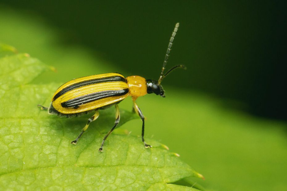 How to Get Rid of Cucumber Beetles