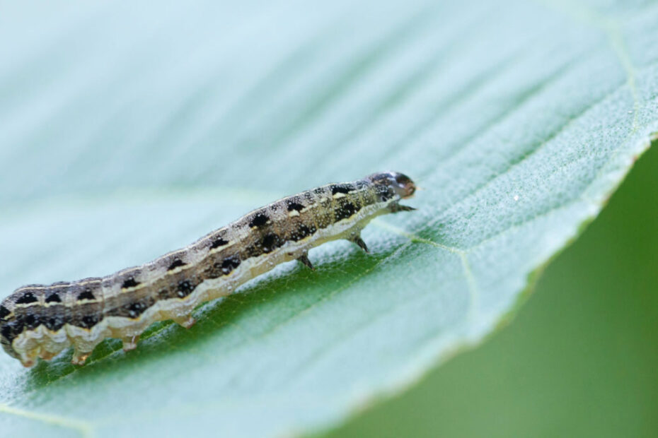 How to Get Rid of Cutworms