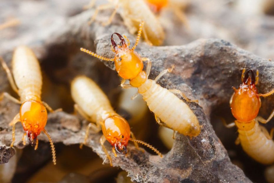 How to Get Rid of Dampwood Termites