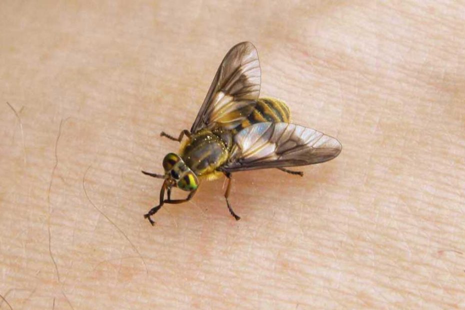 How to Get Rid of Deer Flies