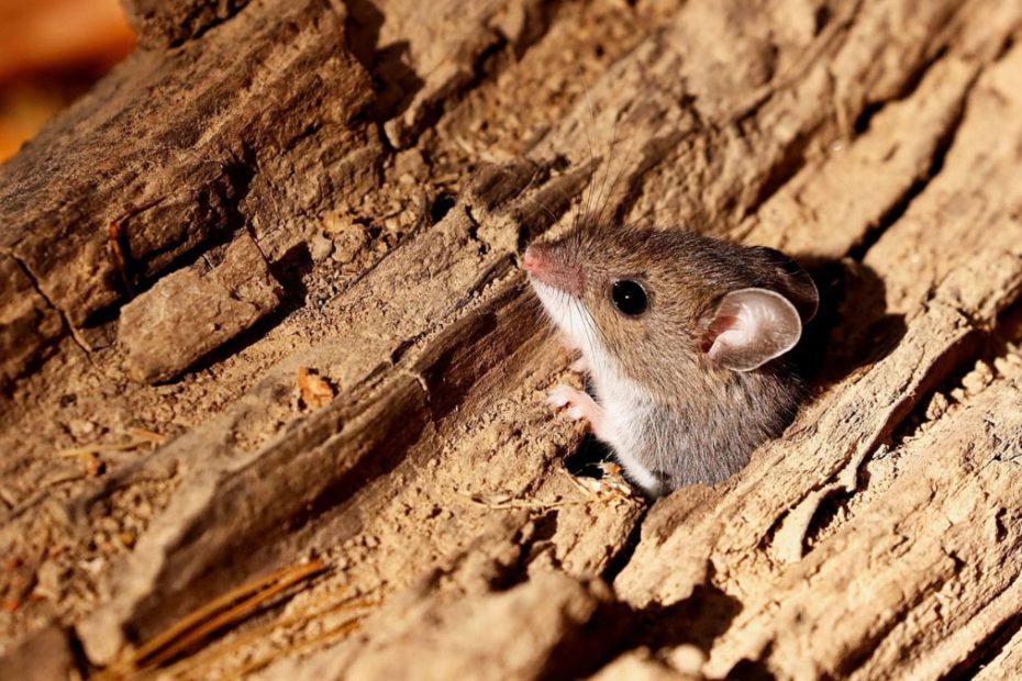 How to Get Rid of Deer Mice