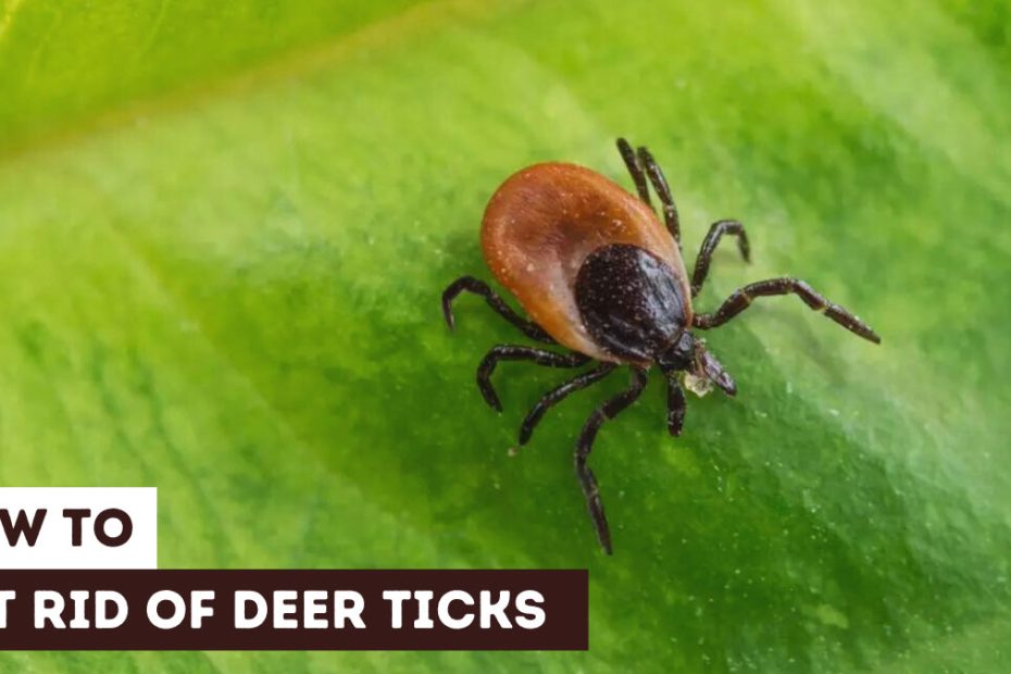 How to Get Rid of Deer Ticks