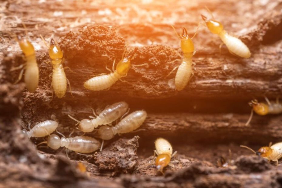 How to Get Rid of Desert Termites