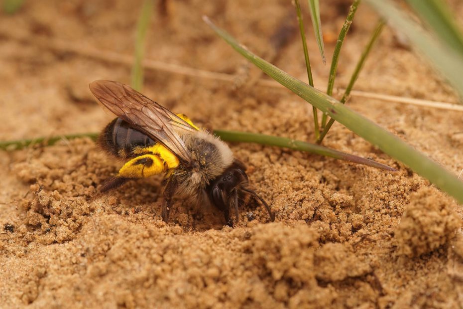 How to Get Rid of Digger Bees