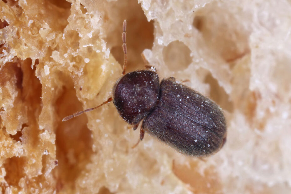 How to Get Rid of Drugstore Beetles