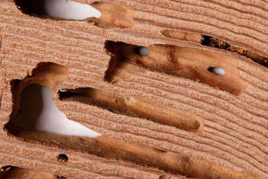 How to Get Rid of Drywood Termites