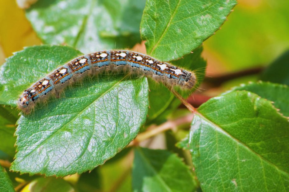 How to Get Rid of Eastern Tent Caterpillars