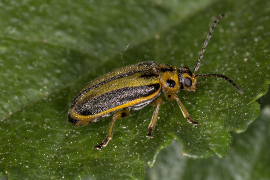 How to Get Rid of Elm Leaf Beetles