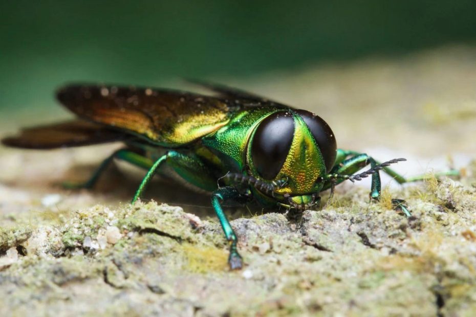 How to Get Rid of Emerald Ash Borer