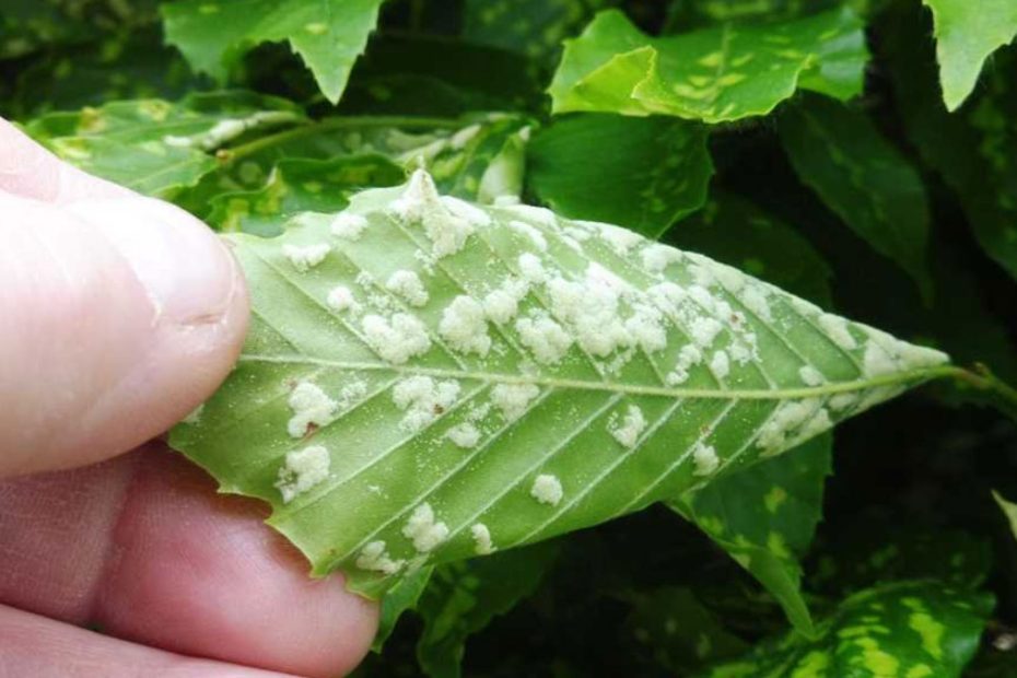 How to Get Rid of Eriophyid Mites