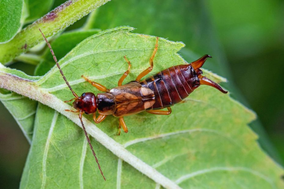 How to Get Rid of European Earwigs