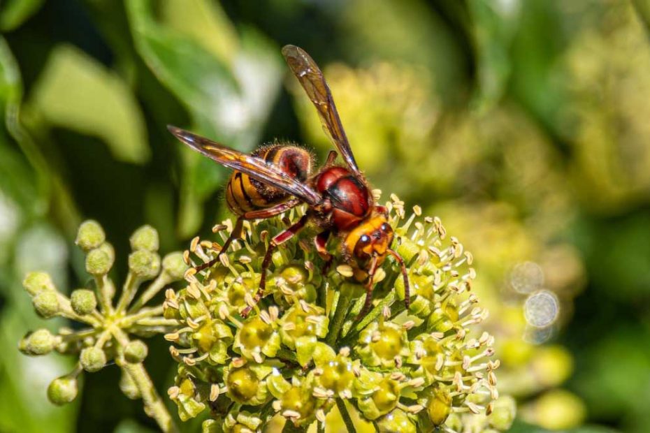 How to Get Rid of European Hornets