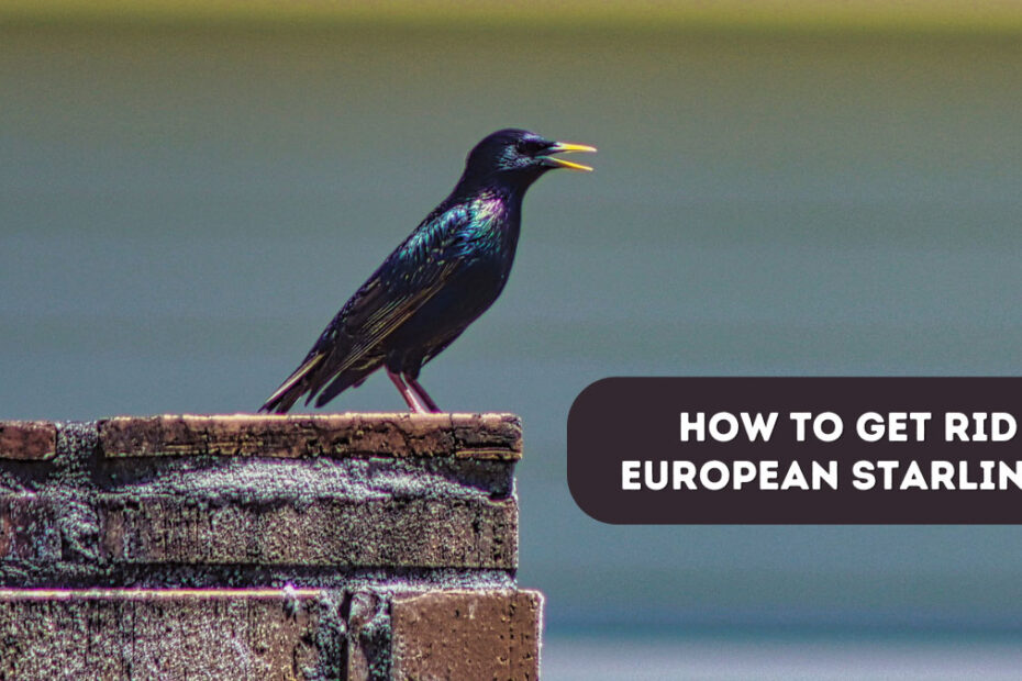 How to Get Rid of European Starlings