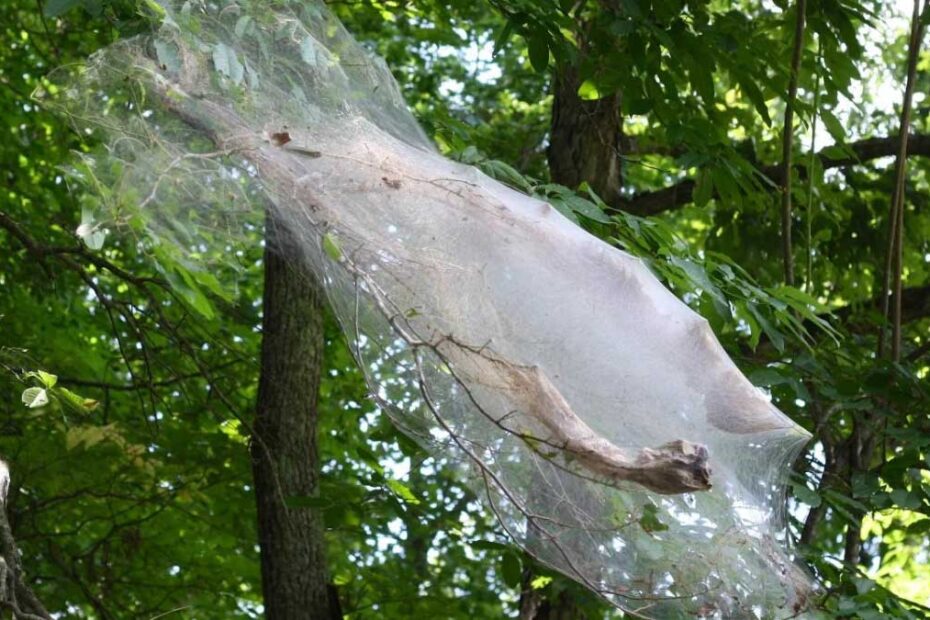 How to Get Rid of Fall Webworms