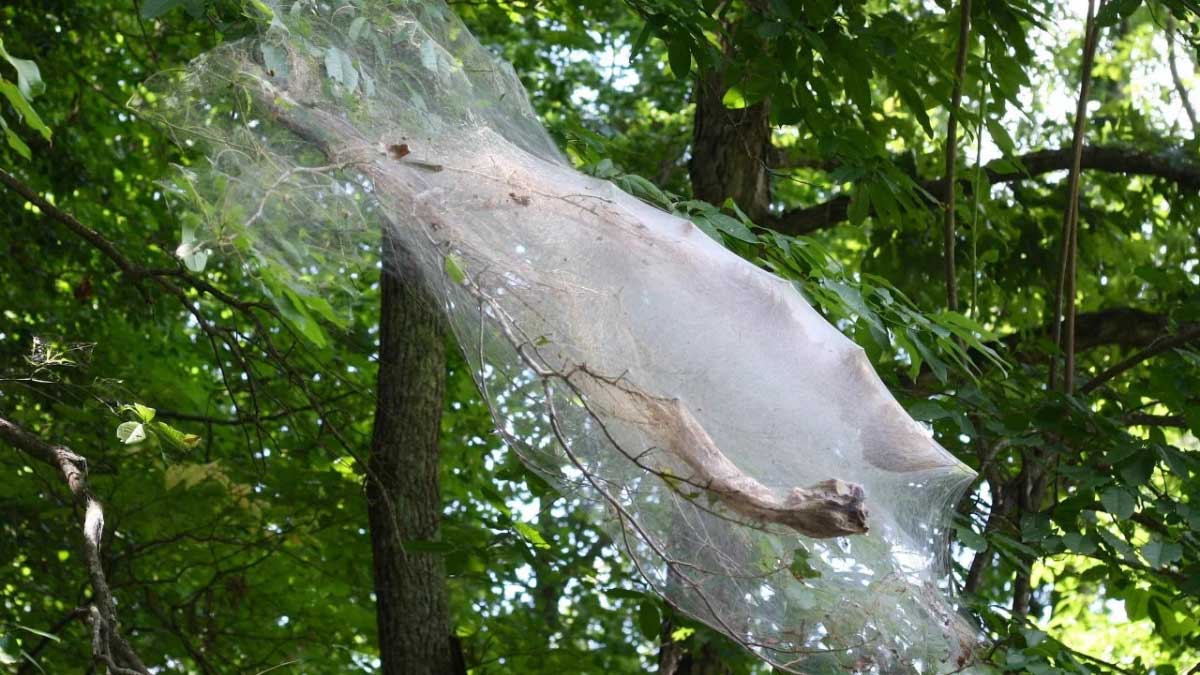 How to Get Rid of Fall Webworms