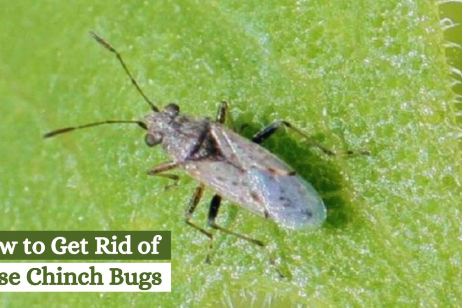 How to Get Rid of False Chinch Bugs