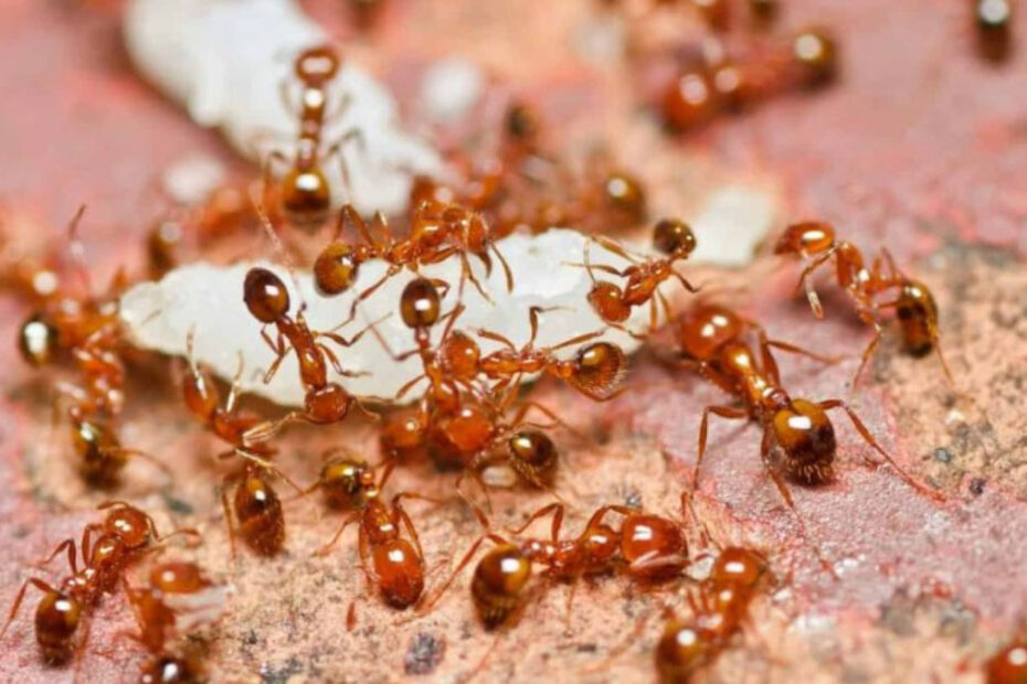 How to Get Rid of Fire Ants