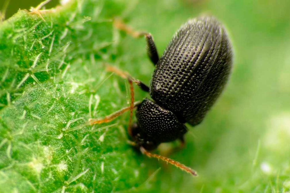 How to Get Rid of Flea Beetles