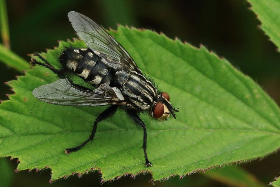 How to Get Rid of Flesh Flies