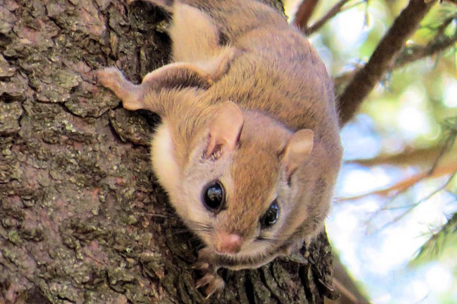 How to Get Rid of Flying Squirrels