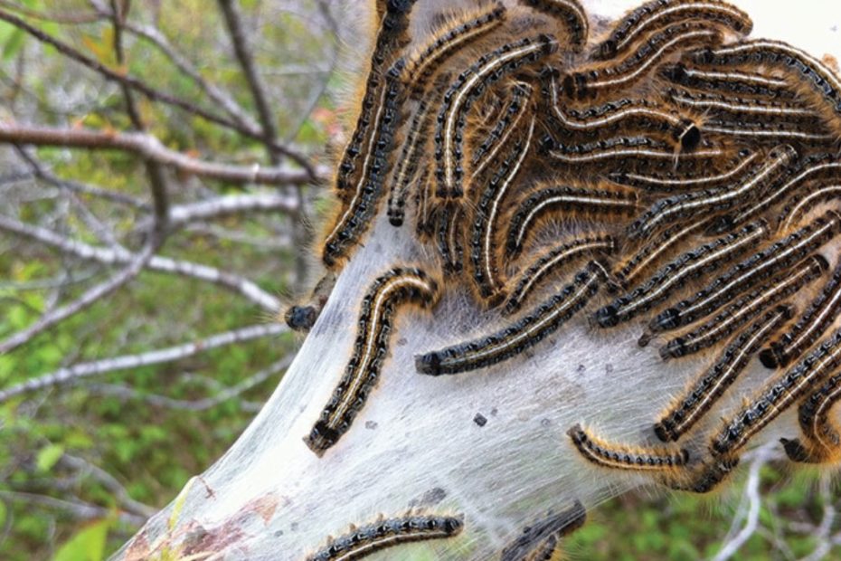 How to Get Rid of Forest Tent Caterpillars