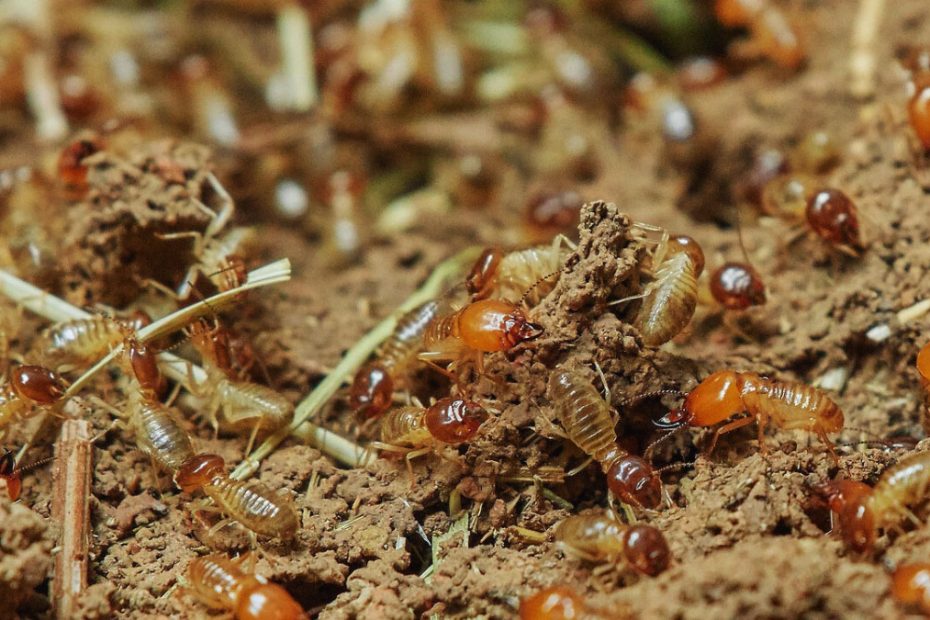 How to Get Rid of Formosan Termites