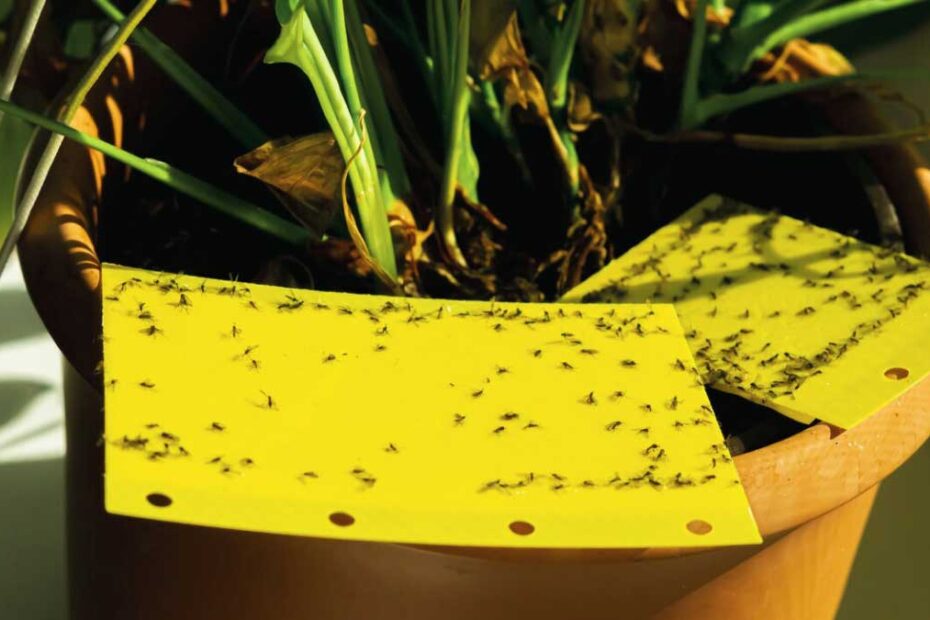 How to Get Rid of Fungus Gnats in Houseplants