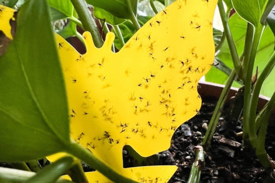 How to Get Rid of Fungus Gnats in Potting Soil