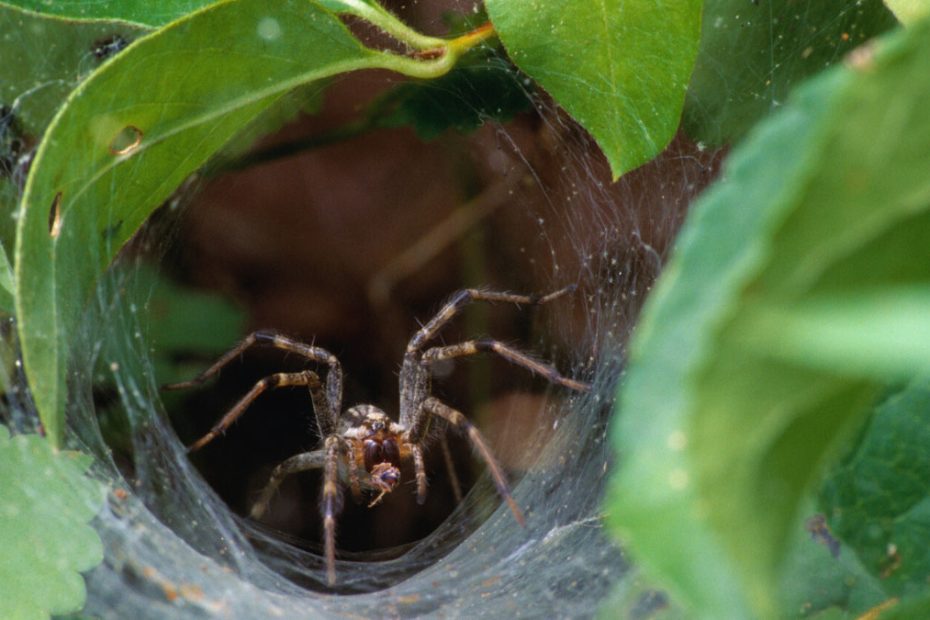 How to Get Rid of Funnel Web Spiders