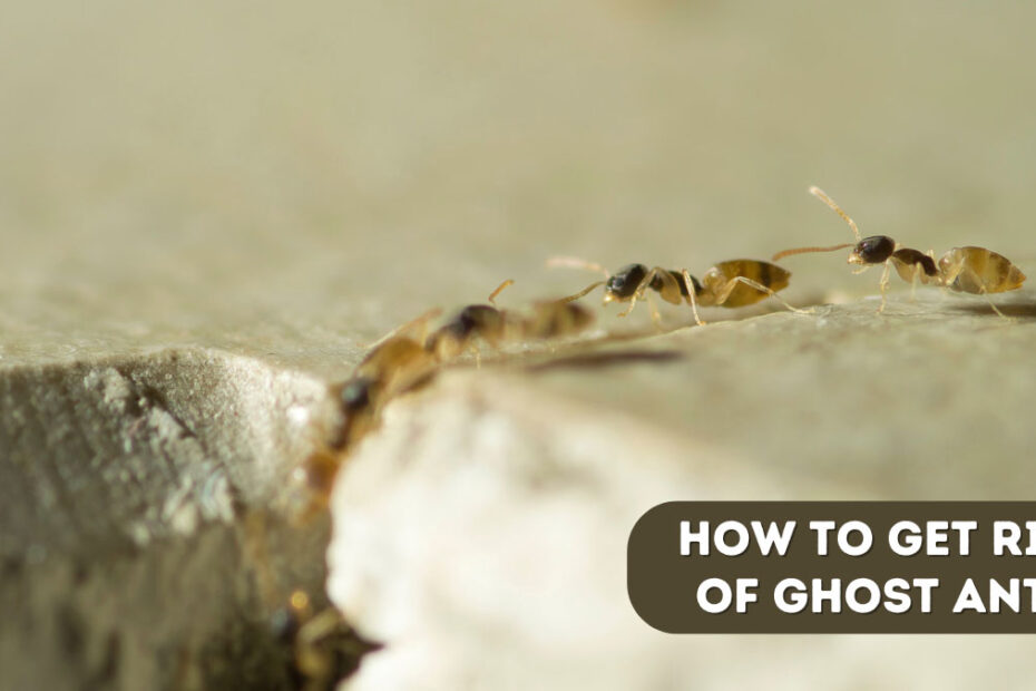 How to Get Rid of Ghost Ants