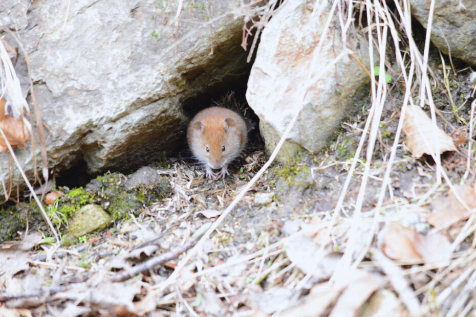 How to Get Rid of Gophers