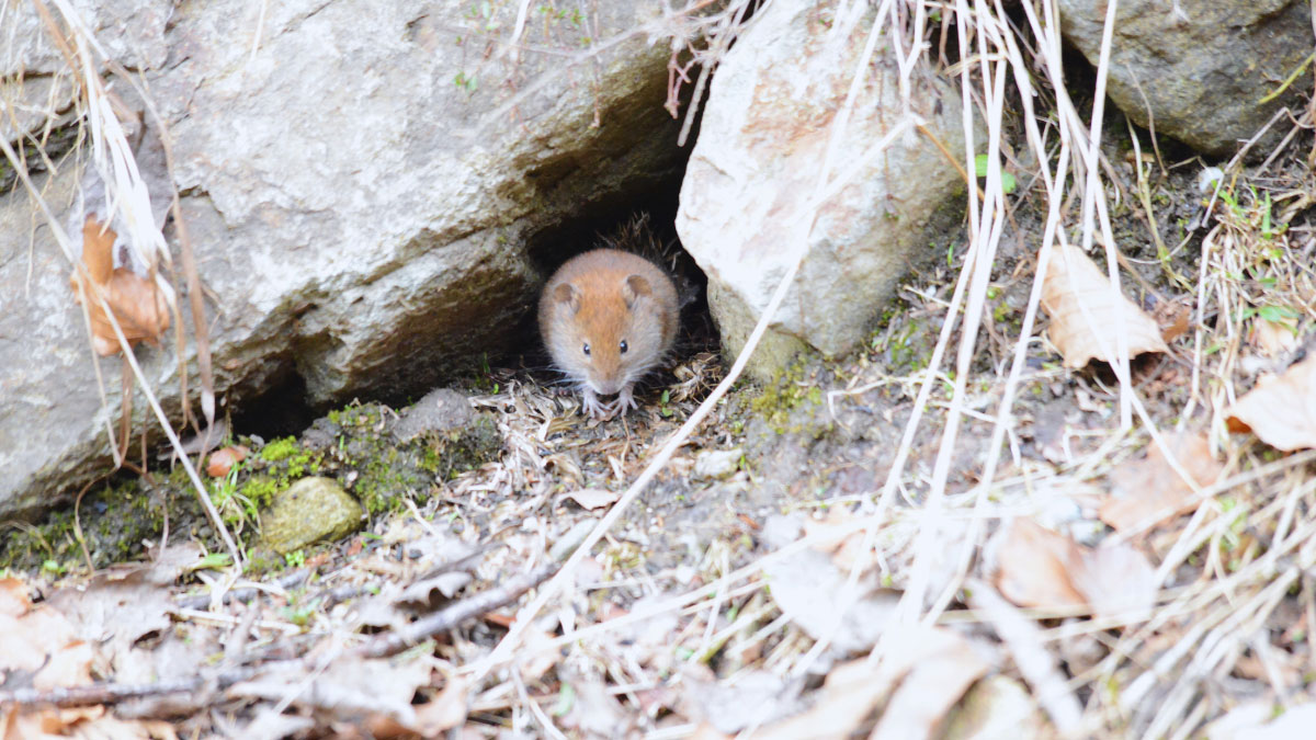 How to Get Rid of Gophers