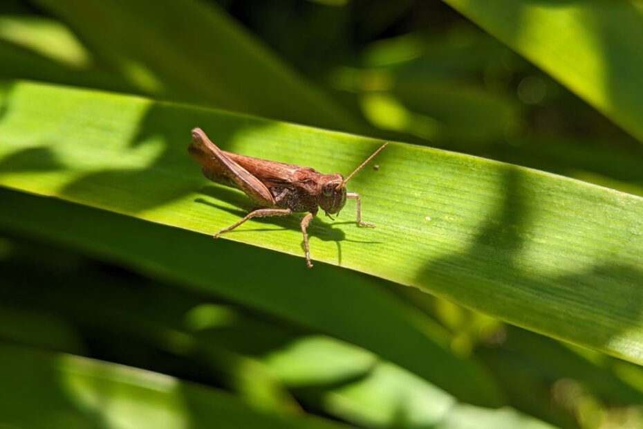 How to Get Rid of Grasshoppers