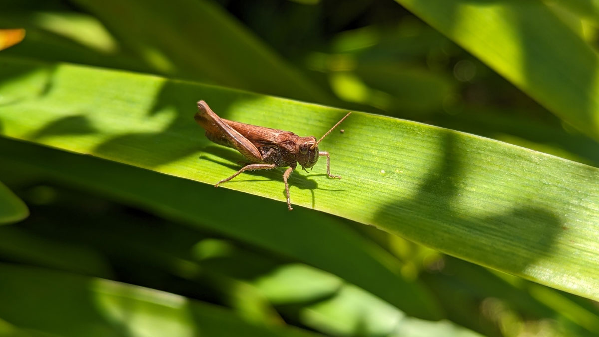 How to Get Rid of Grasshoppers