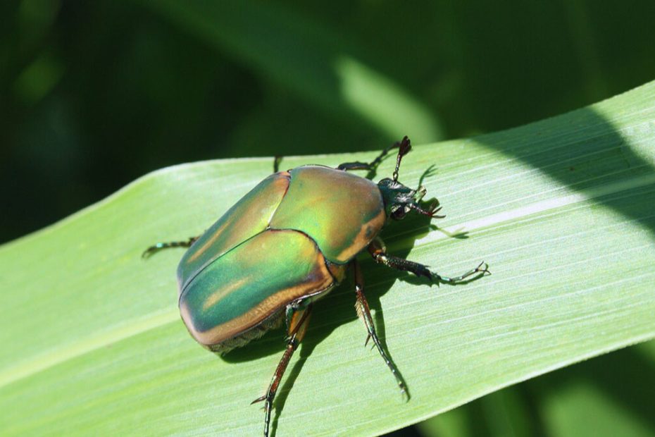 How to Get Rid of Green June Beetles