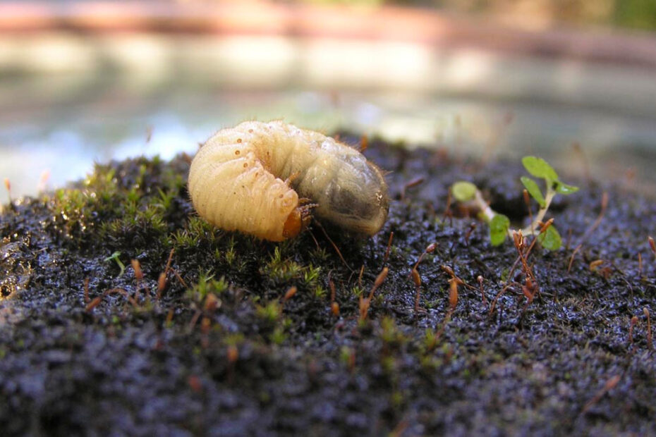 How to Get Rid of Grubs