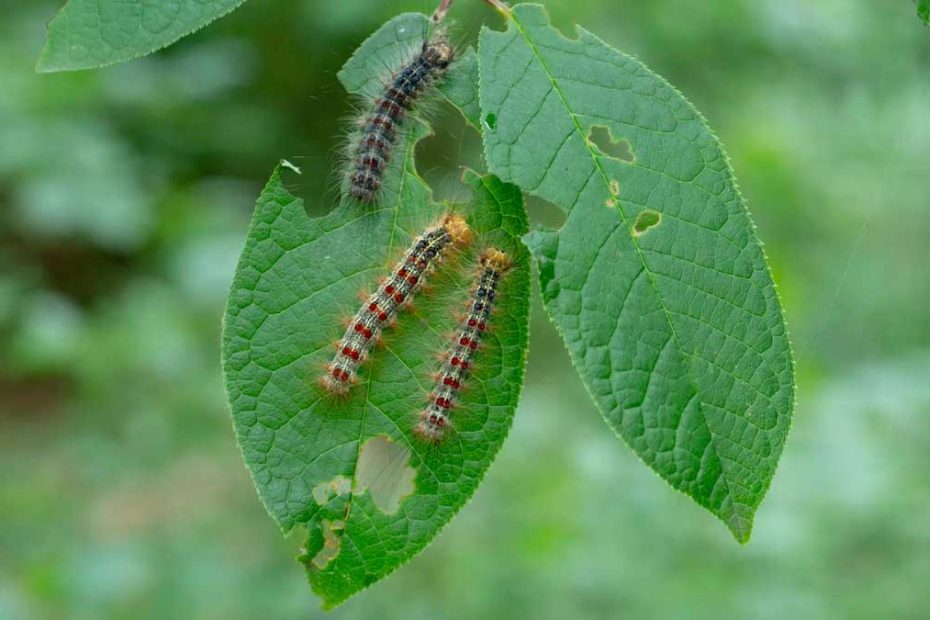 How to Get Rid of Gypsy Moth Caterpillars