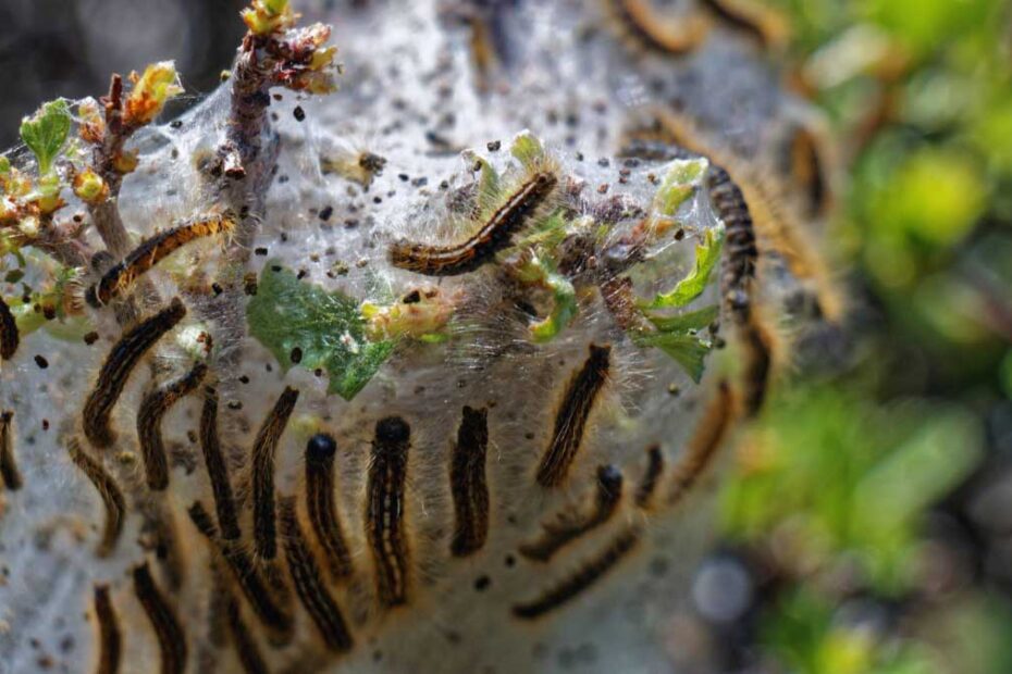 How to Get Rid of Gypsy Moths