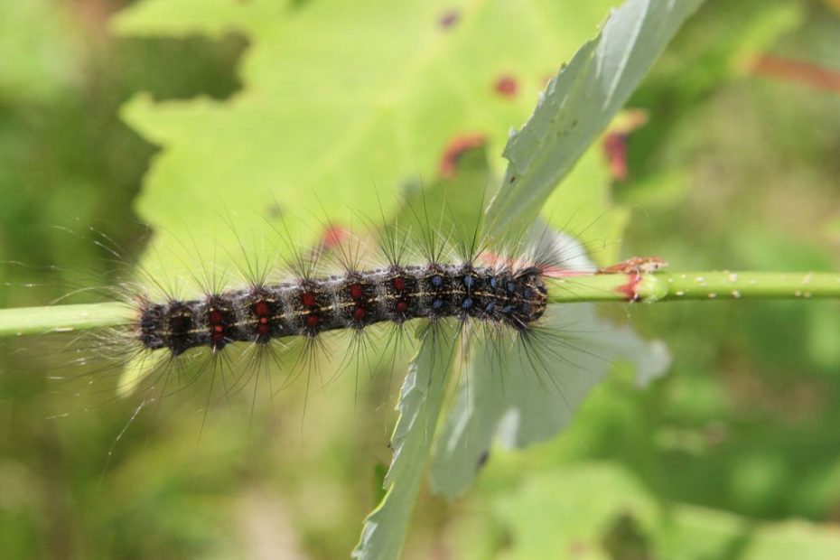 How to Get Rid of Gypsy Moths in Trees