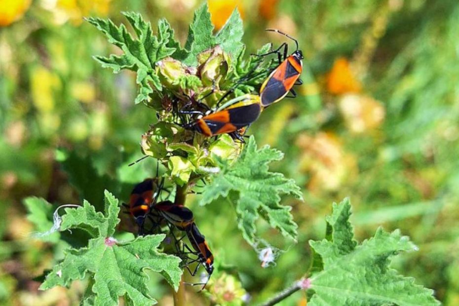 How to Get Rid of Harlequin Bugs