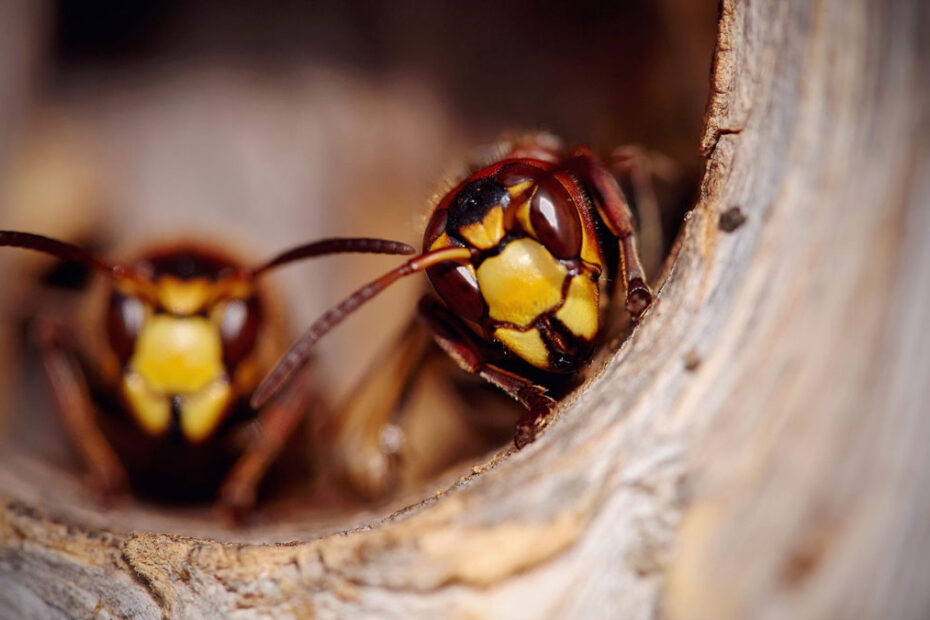 How to Get Rid of Hornets