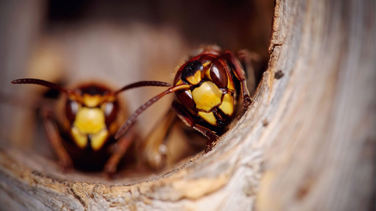 How to Get Rid of Hornets