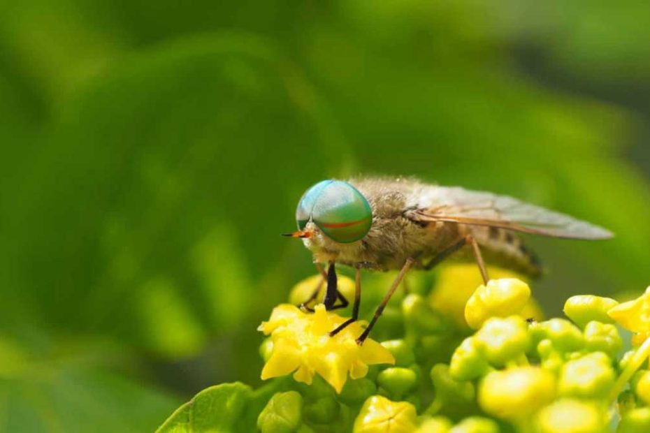 How to Get Rid of Horse Flies